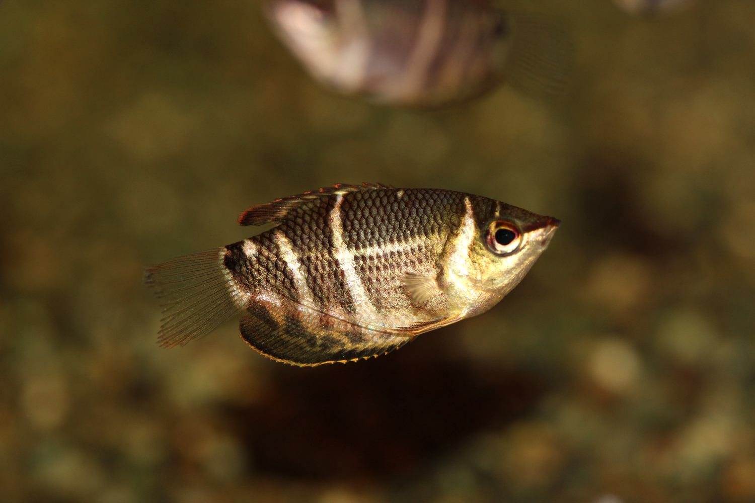 ビターな魅力で魅せる人気種！チョコレートグラミーの仲間｜熱帯魚、アクアリウム情報マガジン