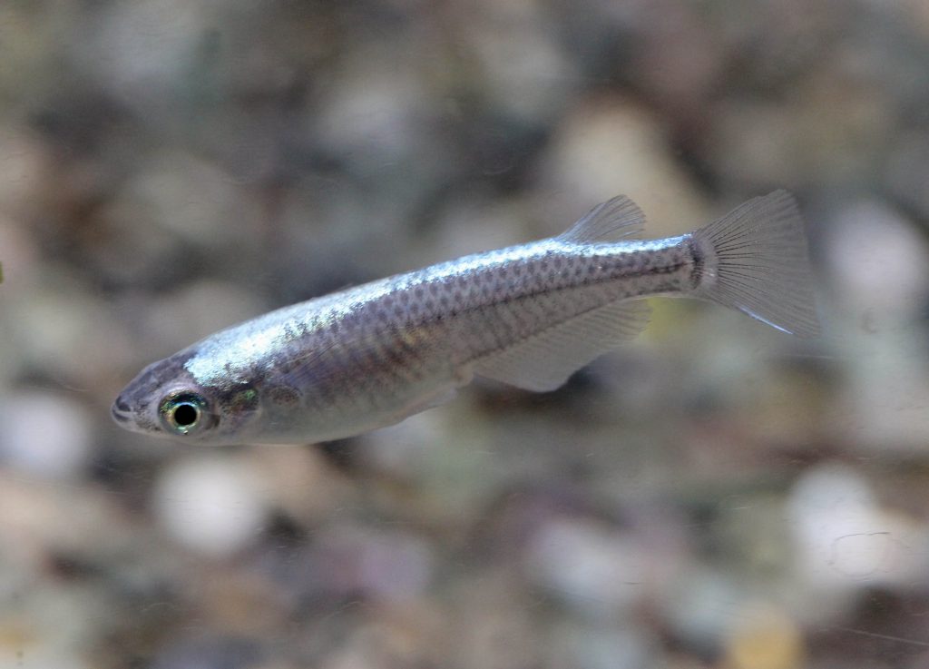 定番だけじゃない 光り輝くメダカ達 熱帯魚 アクアリウム情報マガジン